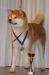 Akita Inu - predám šteniatko - Predaj