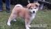 Akita Inu - predám šteniatko - Predaj