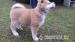 Akita Inu - predám šteniatko - Predaj