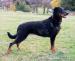 Beauceron s PP-štěňátka - Prodej