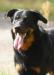 Beauceron s PP-štěňátka - Prodej