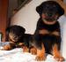 Beauceron s PP-štěňátka - Prodej