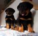 Beauceron s PP-štěňátka - Prodej