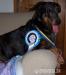 Beauceron s PP-štěňátka - Prodej