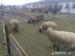 Ovce Suffolk - Prodej