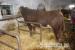 Prodám plemenného býka Hereford - Prodej