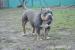 American Bully s PP ABKC - Predaj