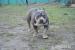 American Bully s PP ABKC - Predaj