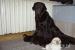 Čokoládová štěňátka Labradorského retrievera - Prodej