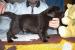 Čokoládová štěňátka Labradorského retrievera - Prodej