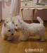 West highland white terrier - rodowodowe - Sprzedaż