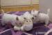 West highland white terrier - rodowodowe - Sprzedaż