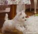 West highland white terrier - rodowodowe - Sprzedaż