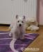 West highland white terrier - rodowodowe - Sprzedaż