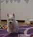 West highland white terrier - rodowodowe - Sprzedaż