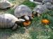 želvy - Prodej