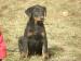 Beauceron- steniatka - Predaj