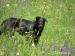 Beauceron- steniatka - Predaj