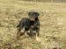 Beauceron- steniatka - Predaj