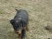 Beauceron- steniatka - Predaj