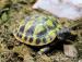 Testudo Marginata a Hermanni, terária - Prodej