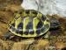 Testudo Marginata a Hermanni, terária - Prodej