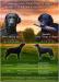 Štěně Curly coated retrievera - Prodej