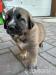 Anatolský pastevecký pes(Kangal) - Prodej