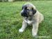 Anatolský pastevecký pes(Kangal) - Prodej
