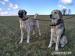 Anatolský pastevecký pes(Kangal) - Prodej