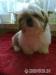 SHIH TZU - Sprzedaż
