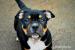 American bully - Predaj