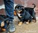 American bully - Predaj
