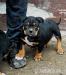 American bully - Predaj