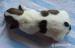 Jack Russell terier - Prodej