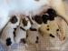 Jack Russell terier - Prodej