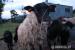 Owce wrzosówki - Sprzedaż