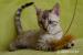 Bengálská kočka s PP - Prodej