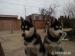 Sibirsky husky šteniatko - Predaj