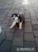 Sibirsky husky šteniatko - Predaj