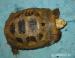 Želva Indotestudo elongata samice nar 28.5.2014 - Prodej