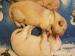Labrador śliczne biszkoptowe szczęnięta ZKwP/FCI - Sprzedaż