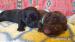 Labradory czekoladowe i czarne szcenięta ZKwP/FCI - Sprzedaż