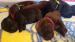 Labradory czekoladowe i czarne szcenięta ZKwP/FCI - Sprzedaż