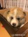 Akita - inu s PP pejsek - Prodej