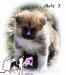 Akita inu s PP - Predaj