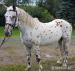 Valach Appaloosa - Predaj