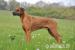 Šteniatka rhodesian ridgeback s PP - Prodej