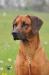 Šteniatka rhodesian ridgeback s PP - Prodej