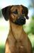 Šteniatka rhodesian ridgeback s PP - Predaj